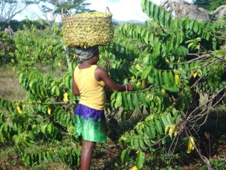 Les femmes passent à la cueillette des fleurs d'ylang-ylang de Madagascar de bonne heure