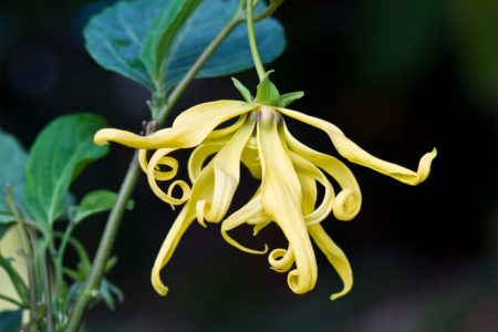 Les zones humides à forte pluviosité favorisent la croissance de l'ylang-ylang]