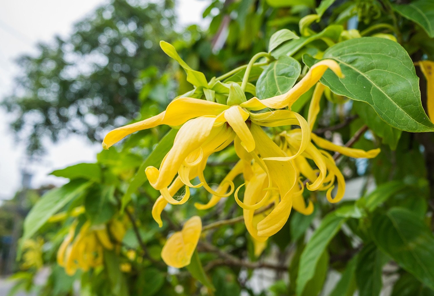 L'Ylang-Ylang de Madagascar et ses bienfaits au quotidien